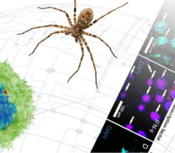 Spider research
